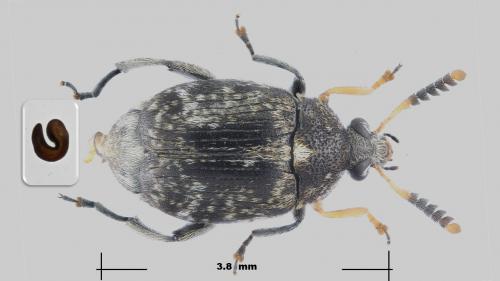 Réf. 271 075 : Bruchus brachialis
